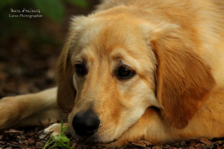 Durchfall beim Hund